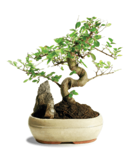 simplisit asset management bonsais growing bonsai tree